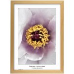 TRADAG Natura 29,7 x 42 - A3 přírodní – Hledejceny.cz