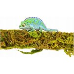 Repti Zoo liana s přírodním mechem 1 cm x 2 m – Zboží Dáma