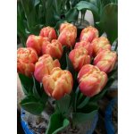 TASMAN- DVOJITÝ ORANŽOVÝ TULIPÁN Množství cibulek v jednom balení: 5 ks – Sleviste.cz