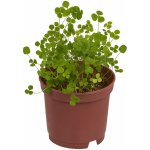 Vypěstuj si čtyřlístek - květináček – HobbyKompas.cz Vypěstuj si čtyřlístek - květináček – HobbyKompas.cz