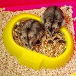 Ferplast Laura 46 x 29,5 x 37,5 cm – Zboží Dáma