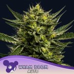 Anesia Seeds Wham Boom semena neobsahují THC 3 ks – Hledejceny.cz
