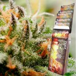 Buddha Seeds Assorted AUTO semena neobsahují THC 10 ks – Zboží Dáma