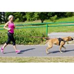 Dingo Páskové vodítko s tlumičem nárazů a rukojetí – Hledejceny.cz