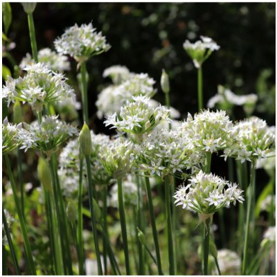 Bílá louka Krajková - Planta Naturalis - prodej semen - 10 g – Zboží Mobilmania