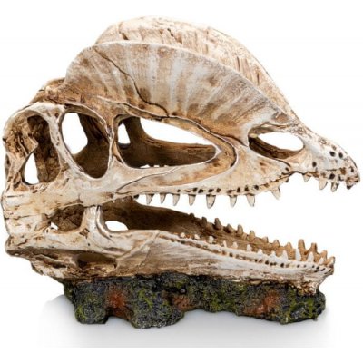 GiganTerra Lebka Dilophosaurus 19x9x14 cm – Zbozi.Blesk.cz