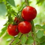 Rajče Tornado F1 - Solanum lycopersicum - semena rajčete - 20 ks – HobbyKompas.cz