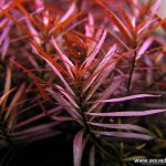 Ludwigia arcuata - Zakulacenka obloukovitá – Zboží Dáma