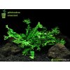 Akvarijní rostlina I--Z Microsorium pteropus Windelov