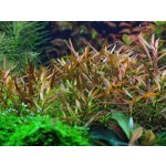 Ludwigia brevipes – Sleviste.cz