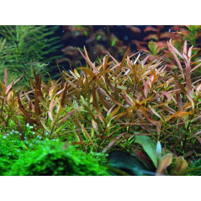 Ludwigia brevipes – Sleviste.cz