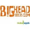Semena konopí Big Head Seeds Gorilla Cookies semena neobsahují THC 5 ks