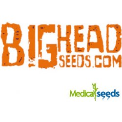 Big Head Seeds Big Freeze semena neobsahují THC 5 ks