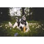 Marp Holistic Horská tyčinka XL 110 119 g SLEVA 30% polámaná – Sleviste.cz