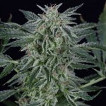 Silent Seeds Critical Jack AUTO semena neobsahují THC 3 ks – Sleviste.cz