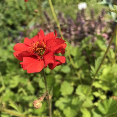 Geum chiloense 'Mrs J. Bradshaw (Feuerball)' Velikost hrnku: 0,5 l – Zboží Mobilmania