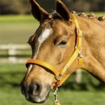 BUSSE Stájovka Solid Soft oranžová – Zboží Dáma