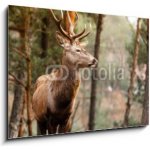 Skleněný obraz 1D - 100 x 70 cm - Red deer stag in autumn fall forest Red jeleň jelena na podzim spadají les – Hledejceny.cz