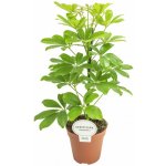 Šefflera květináč 13cm – Zboží Dáma