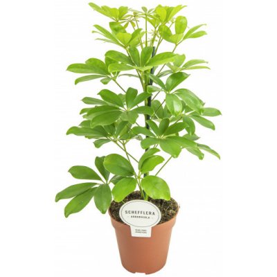 Šefflera květináč 13cm – Zboží Dáma