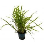 Microsorum pteropus Trident – Zboží Dáma