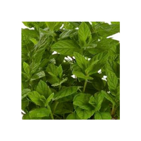 Květina Máta jemná anglická - Mentha piperita Garden Mint