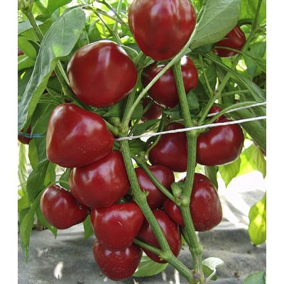 Rajčatová paprika Dumas - Capsicum annuum - semena - 15 ks