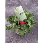 Pelargonium graveolens meloun – Sleviste.cz
