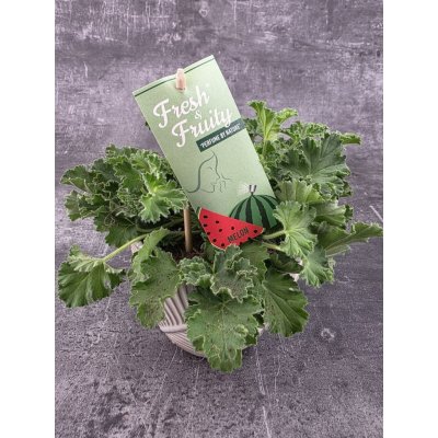 Pelargonium graveolens meloun – Sleviste.cz