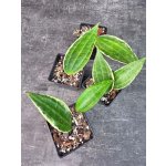 Pěstírna KYTKYshop Hoya Callistophylla Variegatta – Hledejceny.cz