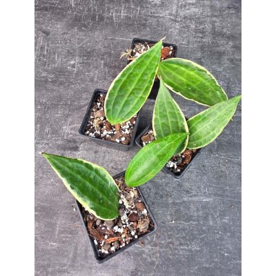 Pěstírna KYTKYshop Hoya Callistophylla Variegatta – Hledejceny.cz