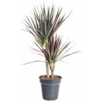 Dračinec vroubený, Dracaena marginata Magenta, 2 výhony, průměr květináče 17 cm – Zboží Mobilmania