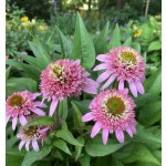 Třapatkovka Echinacea 'Butterfly Kisses' 1 ks – Sleviste.cz