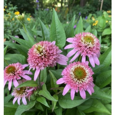 Třapatkovka Echinacea 'Butterfly Kisses' 1 ks – Sleviste.cz