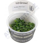 Anubias barteri mini coin – Zboží Dáma