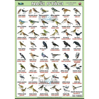 nakladatelství Kupka Naši ptáci (česky a anglicky) A3 (42x30 cm), bez lišt – Hledejceny.cz