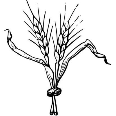 Alteya Pšeničný olej 100% Bio 50 ml – Sleviste.cz