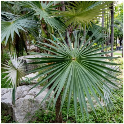 Palma trpasličí - Sabal minor - semena - 3 ks – Zboží Mobilmania