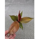 Philodendron 'McColley's Finale' mini – Hledejceny.cz