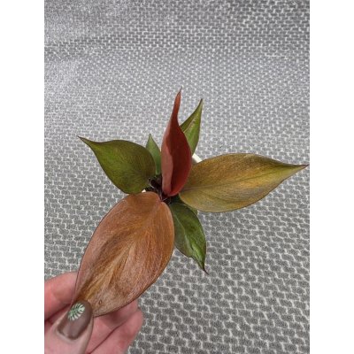 Philodendron 'McColley's Finale' mini – Hledejceny.cz