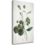 Obraz na plátně ROSTLINY 011 - 50x80 cm – Zboží Mobilmania