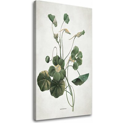 Obraz na plátně ROSTLINY 011 - 50x80 cm – Zboží Mobilmania