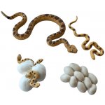 Animal Life životní cyklus Had – Sleviste.cz