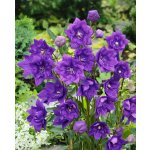 Boubelka modrá 'Platycodon grandiflorus' 3 ks – HobbyKompas.cz