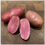 Sadbové brambory Heiderot - Solanum tuberosum - Kiepenkerl - sadba - 5 ks – Zbozi.Blesk.cz