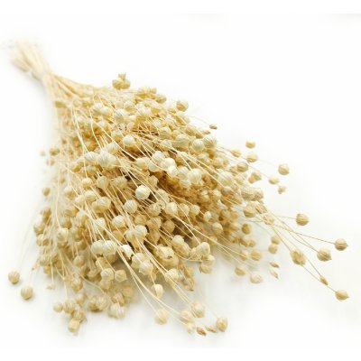 mech-mech.cz Sušený Len (Linum) - Bělený – Zboží Dáma