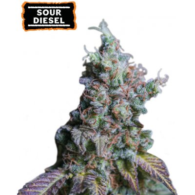 Seedstockers Sour Diesel AUTO semena neobsahují THC 5 ks – Zboží Dáma