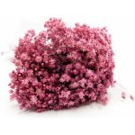 mech-mech.cz Sušená Glixia Marcela - (Marcela) - fuchsiová – Hledejceny.cz