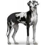 Duvo+ Hárací kalhotky XL 50-59 cm – Hledejceny.cz