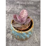 Kalanchoe Zebra mini – Hledejceny.cz